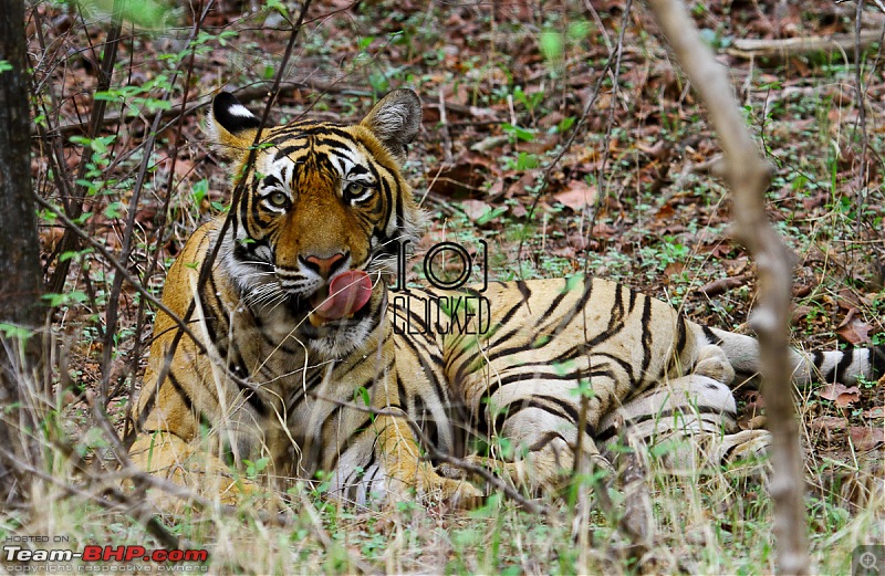 Ranthambhore National Park - Tigers and More!-img_7243.jpg