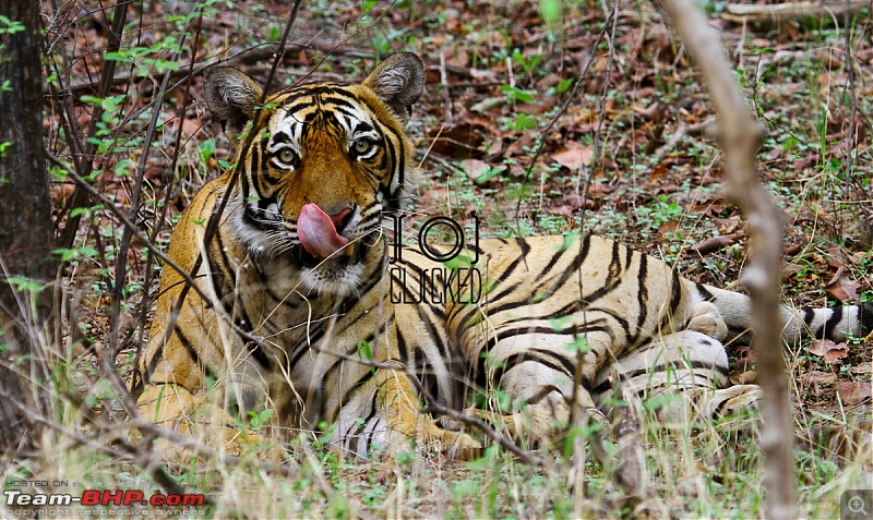 Ranthambhore National Park - Tigers and More!-img_7248.jpg