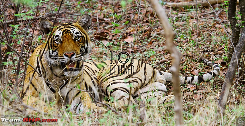 Ranthambhore National Park - Tigers and More!-img_7273.jpg