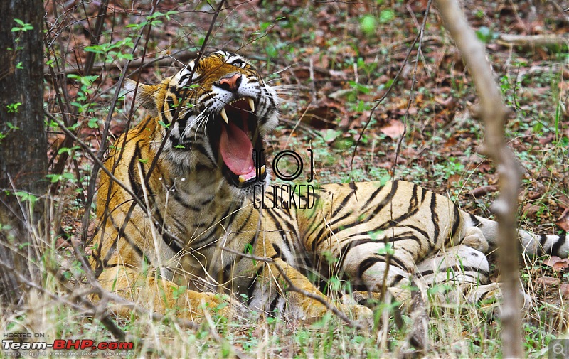 Ranthambhore National Park - Tigers and More!-img_7289.jpg