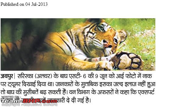 Sariska Tiger Reserve - Land of Tigers? Quick getaway from Gurgaon-my-picture-dainik-bhaskar.jpg