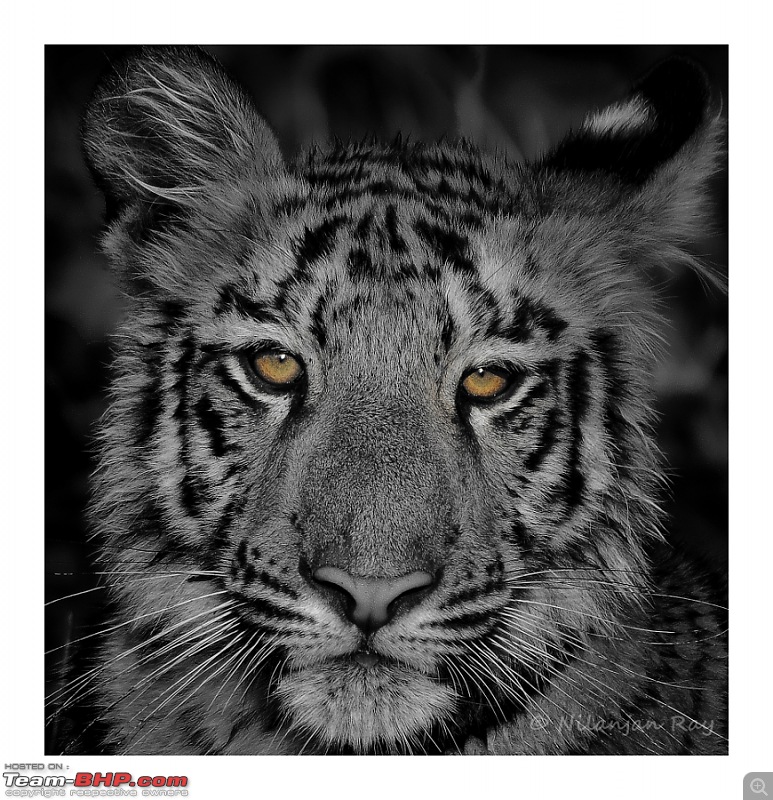 Tadoba: 14 Tigers and a Bison-big-cat-close-up2.jpg