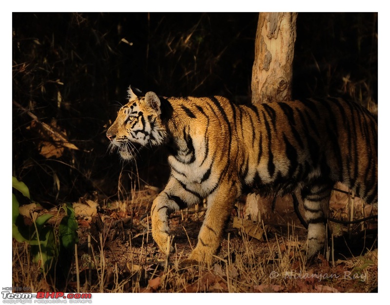 Tadoba: 14 Tigers and a Bison-stalkv2.jpg