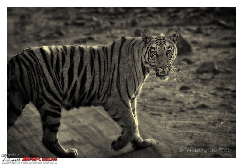 Tadoba: 14 Tigers and a Bison-look2.jpg