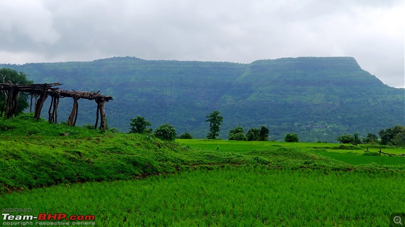 Trek to Kothaligad / Peth Fort, Karjat-fields.jpg