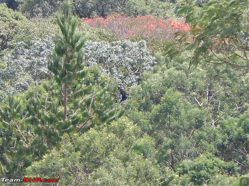 Drive to Berijam-mathikettan-langur.jpg