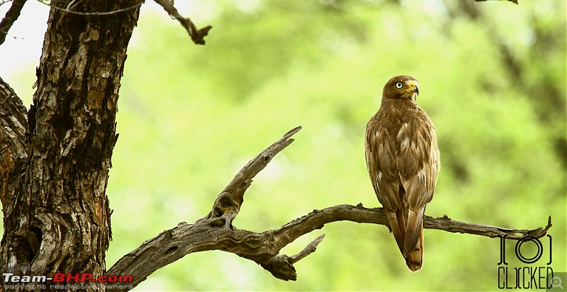 Ranthambhore National Park - Tigers and More!-img_7340.jpg