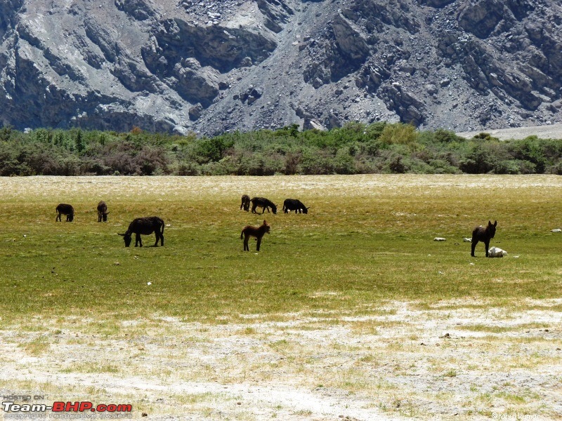 Escape to Pangong Tso-p1000552.jpg