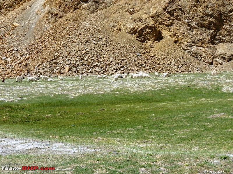 Escape to Pangong Tso-p1000692.jpg