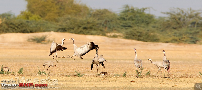 Yet Another "Rewardful" Birding Trip to Gujarat-3.13.jpg