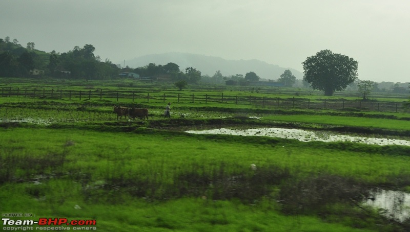 Monsoon 2013: Freshness reloaded (Ratnagiri, Dabhosa-Jawhar, Shilonda, etc)-015-dsc_0585.jpg