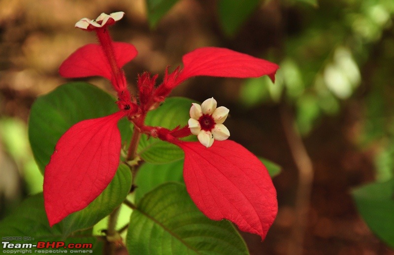 Monsoon 2013: Freshness reloaded (Ratnagiri, Dabhosa-Jawhar, Shilonda, etc)-069-dsc_0731.jpg