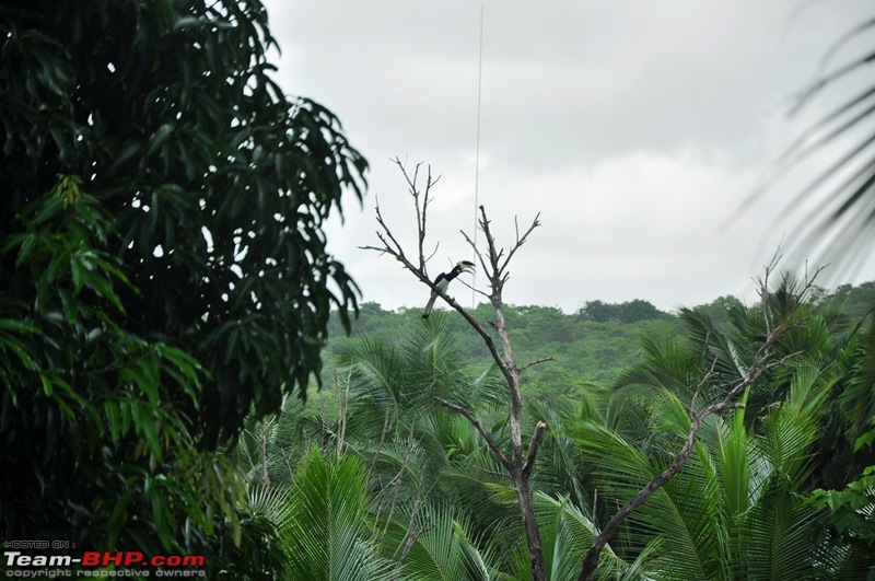 Monsoon 2013: Freshness reloaded (Ratnagiri, Dabhosa-Jawhar, Shilonda, etc)-075-dsc_0763.jpg