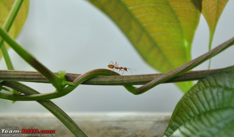 Monsoon 2013: Freshness reloaded (Ratnagiri, Dabhosa-Jawhar, Shilonda, etc)-078-dsc_0801.jpg