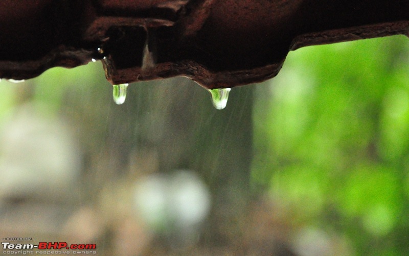 Monsoon 2013: Freshness reloaded (Ratnagiri, Dabhosa-Jawhar, Shilonda, etc)-091-dsc_0836.jpg