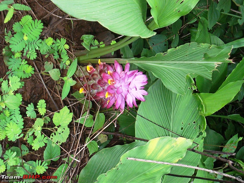 Shilonda Trail (Nature Walk) @ Sanjay Gandhi National Park, Borivali-dsc03975.jpg