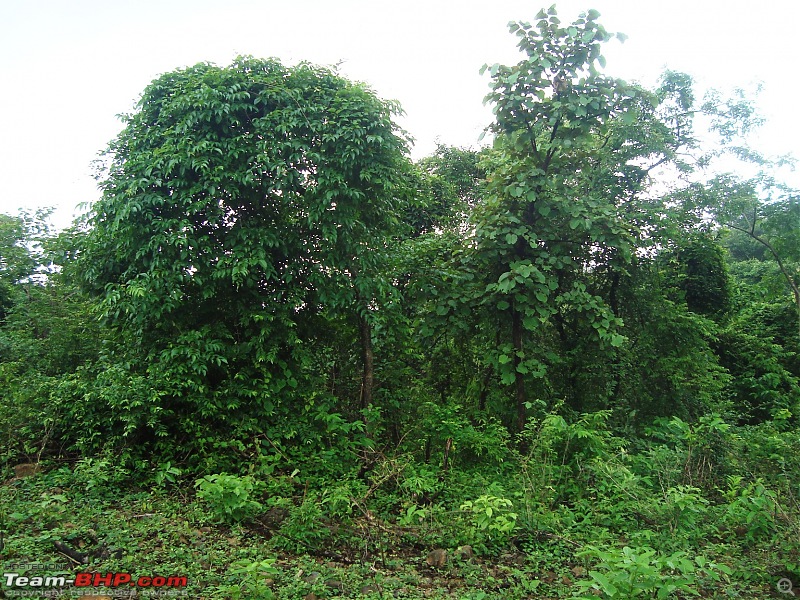 Shilonda Trail (Nature Walk) @ Sanjay Gandhi National Park, Borivali-dsc04002.jpg