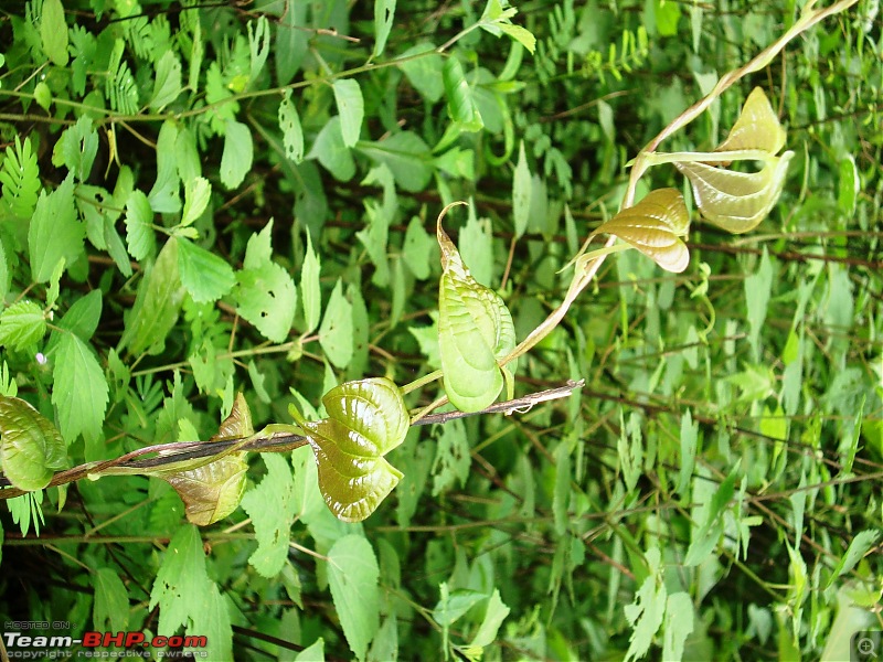 Shilonda Trail (Nature Walk) @ Sanjay Gandhi National Park, Borivali-dsc04051.jpg