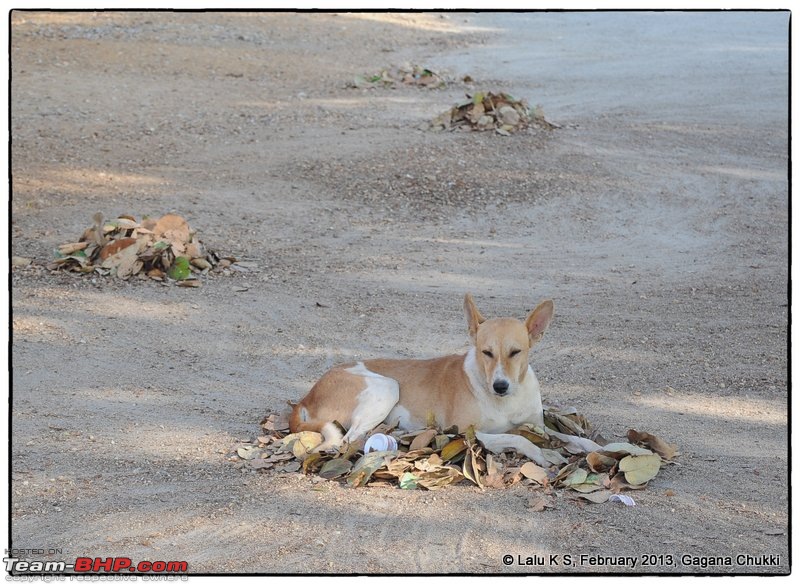 Civved : Wayanad-dsc_1626edit.jpg