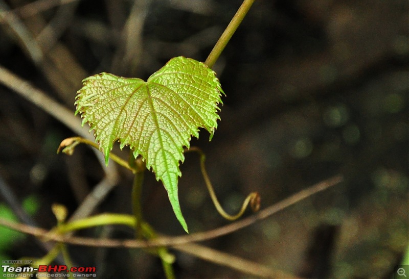 Shilonda Trail (Nature Walk) @ Sanjay Gandhi National Park, Borivali-j19a-dsc_1563.jpg