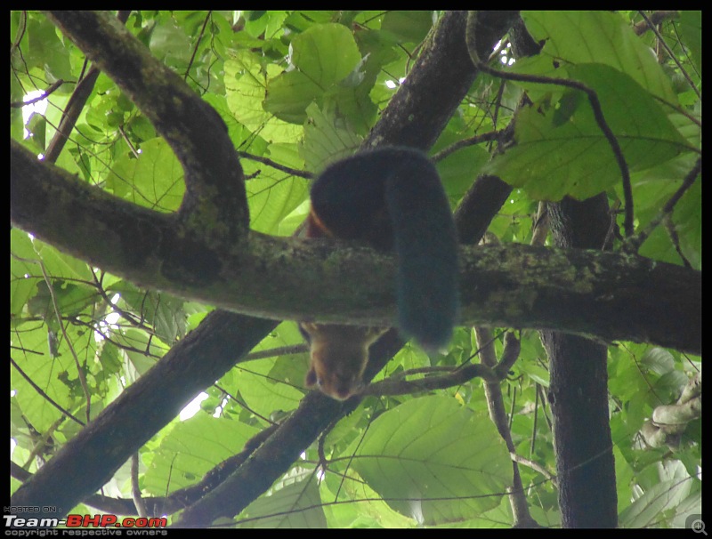 Road Trip: Valparai to Cherai (via Sholayar)-animal.jpg