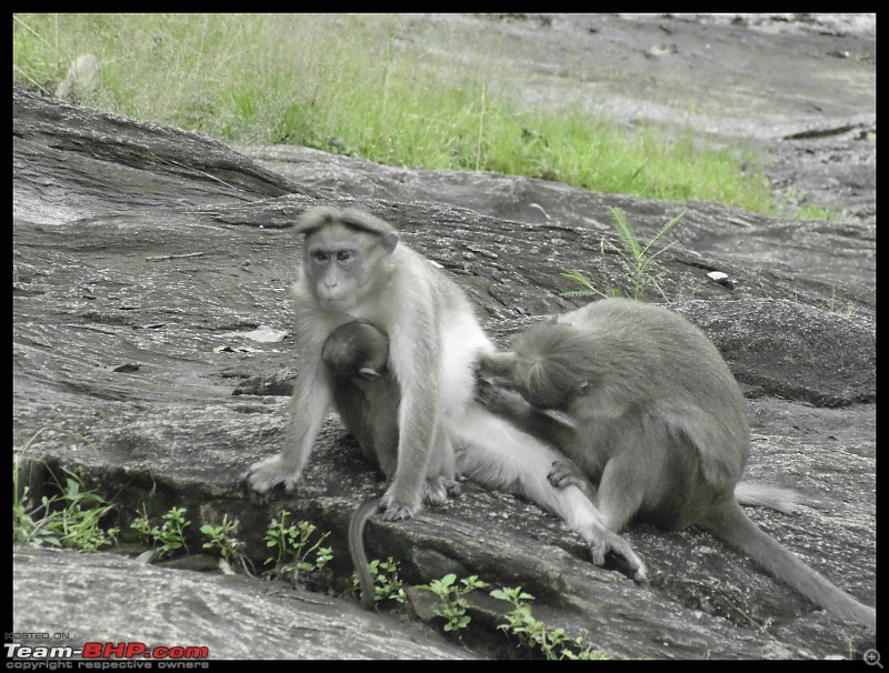 Road Trip: Valparai to Cherai (via Sholayar)-monkey.jpg