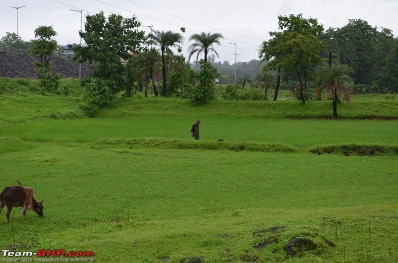 Monsoon 2013: Freshness reloaded (Ratnagiri, Dabhosa-Jawhar, Shilonda, etc)-006-dsc_0933.jpg