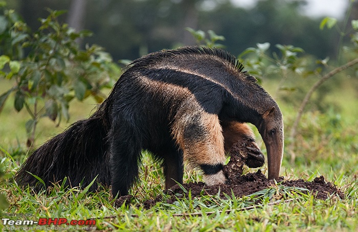 Photologue: Central Brazil. Jaguars, Giant Otters, Macaws & more-_u7v0257.jpg