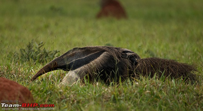 Photologue: Central Brazil. Jaguars, Giant Otters, Macaws & more-_u7v0932.jpg