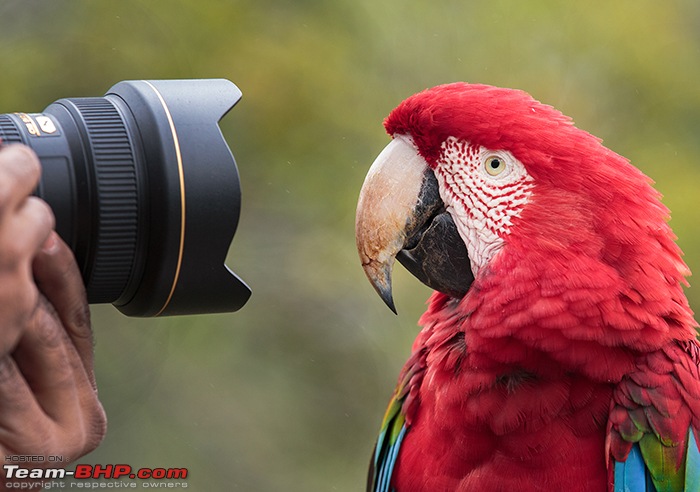 Photologue: Central Brazil. Jaguars, Giant Otters, Macaws & more-_dsm6862.jpg