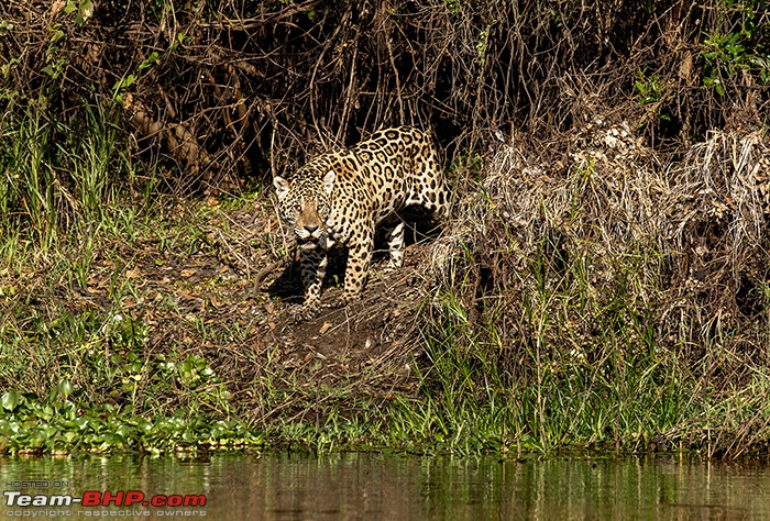 Photologue: Central Brazil. Jaguars, Giant Otters, Macaws & more-_u7v1014.jpg