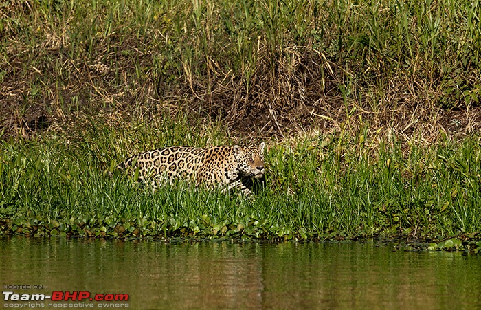 Photologue: Central Brazil. Jaguars, Giant Otters, Macaws & more-_u7v0998.jpg