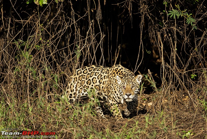 Photologue: Central Brazil. Jaguars, Giant Otters, Macaws & more-_dsm7120.jpg