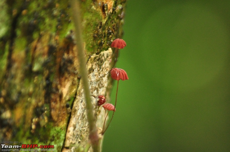 Monsoon 2013: Freshness reloaded (Ratnagiri, Dabhosa-Jawhar, Shilonda, etc)-035-dsc_1531.jpg