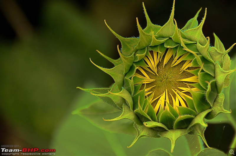 Hampi Visit - A Story crafted in Stones!-sunflower2lr.jpg