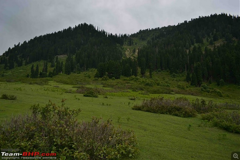 Yusmarg - The Hidden Wonder of Kashmir-yusmarg-meadows.jpg