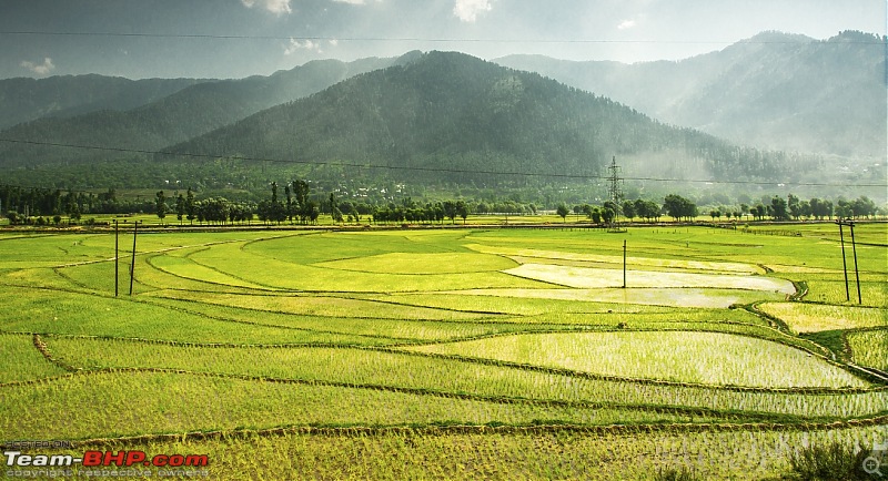 Storme in Ladakh!-paddy_fields2.jpg