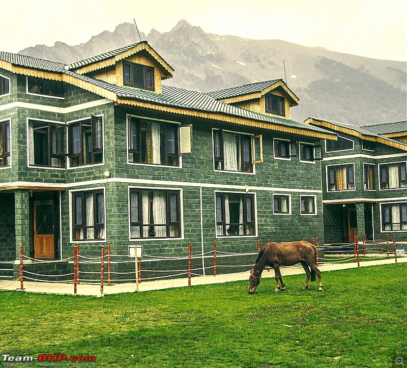 Storme in Ladakh!-hotel_horse.jpg