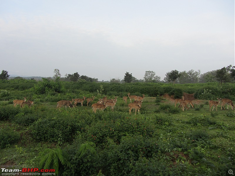 Exploring the Nilgiris - An escape from Deccan Plateau-img_0968.jpg