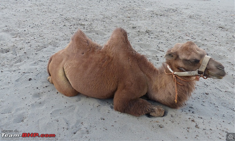 A Biker's Anthem: Ladakh-camel.jpg