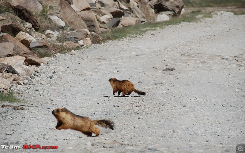 Jullay Ladakh!!-dsc_8757.jpg