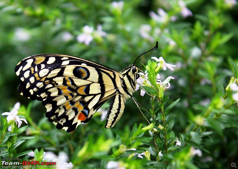 A walk in the Park - Bannerghatta National Park-img_5270.cr2.jpg