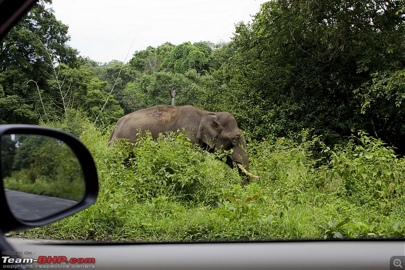 From Bangalore to Ooty!-bandipur-4.jpg