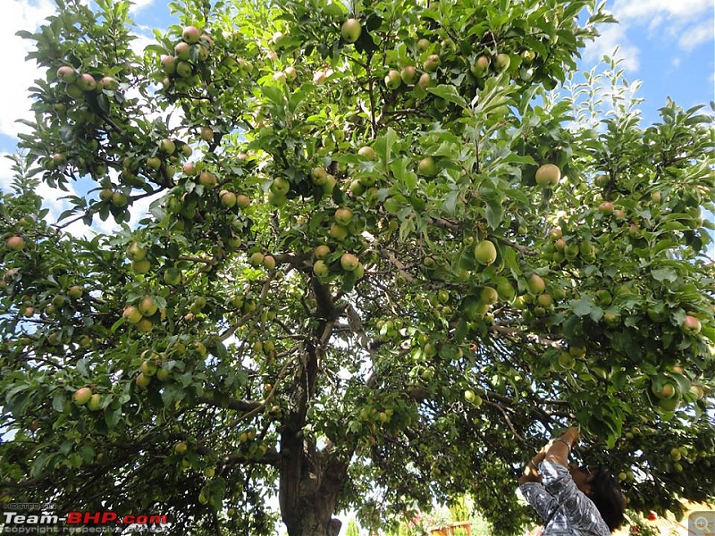 25-0-40 DownUnder to UpOver - LEH'd 2013-house-apple-tree.jpg