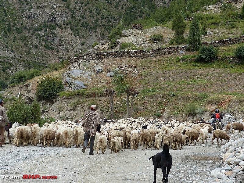 A Biker's Anthem: Ladakh-jispa-shepherd.jpg