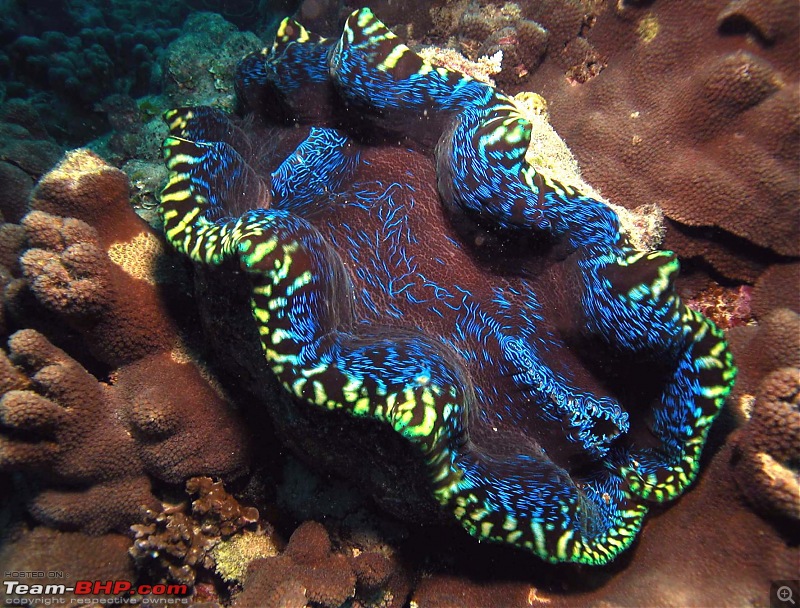 Scuba Diving in the Great Barrier Reefs-giant-clam.jpg