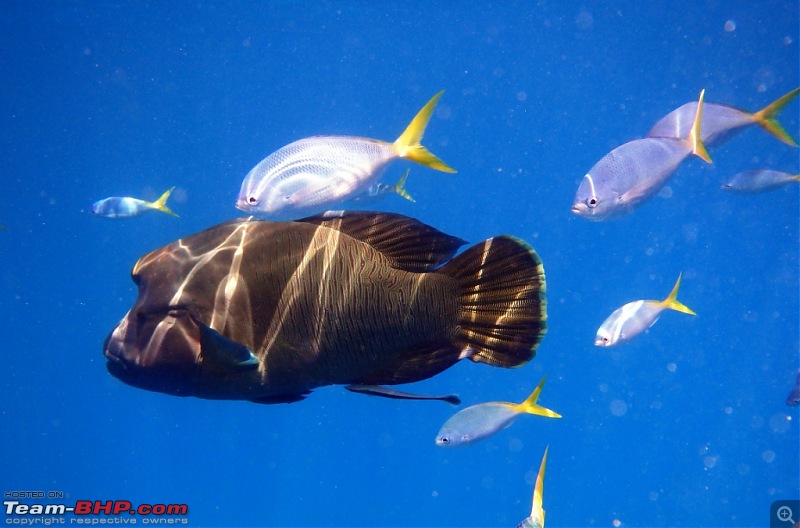 Scuba Diving in the Great Barrier Reefs-big-parrot-fish.jpg