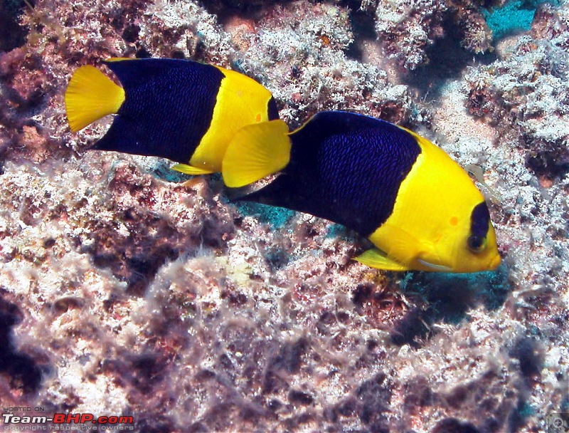 Scuba Diving in the Great Barrier Reefs-bi-colour-angelfish.jpg