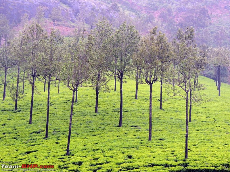 Breathe, you are in God's own country! A visit to Munnar-3-pallivasal-4.jpg