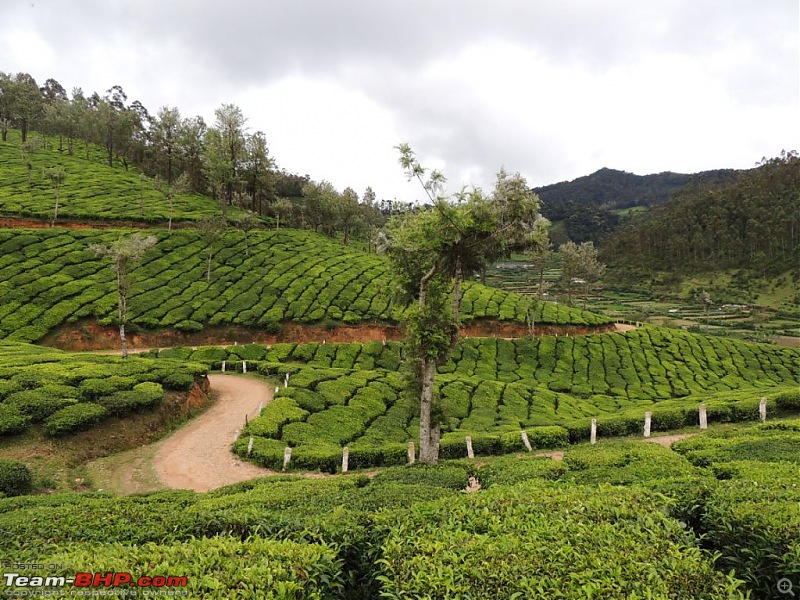 Breathe, you are in God's own country! A visit to Munnar-6-enroute-top-station-6.jpg